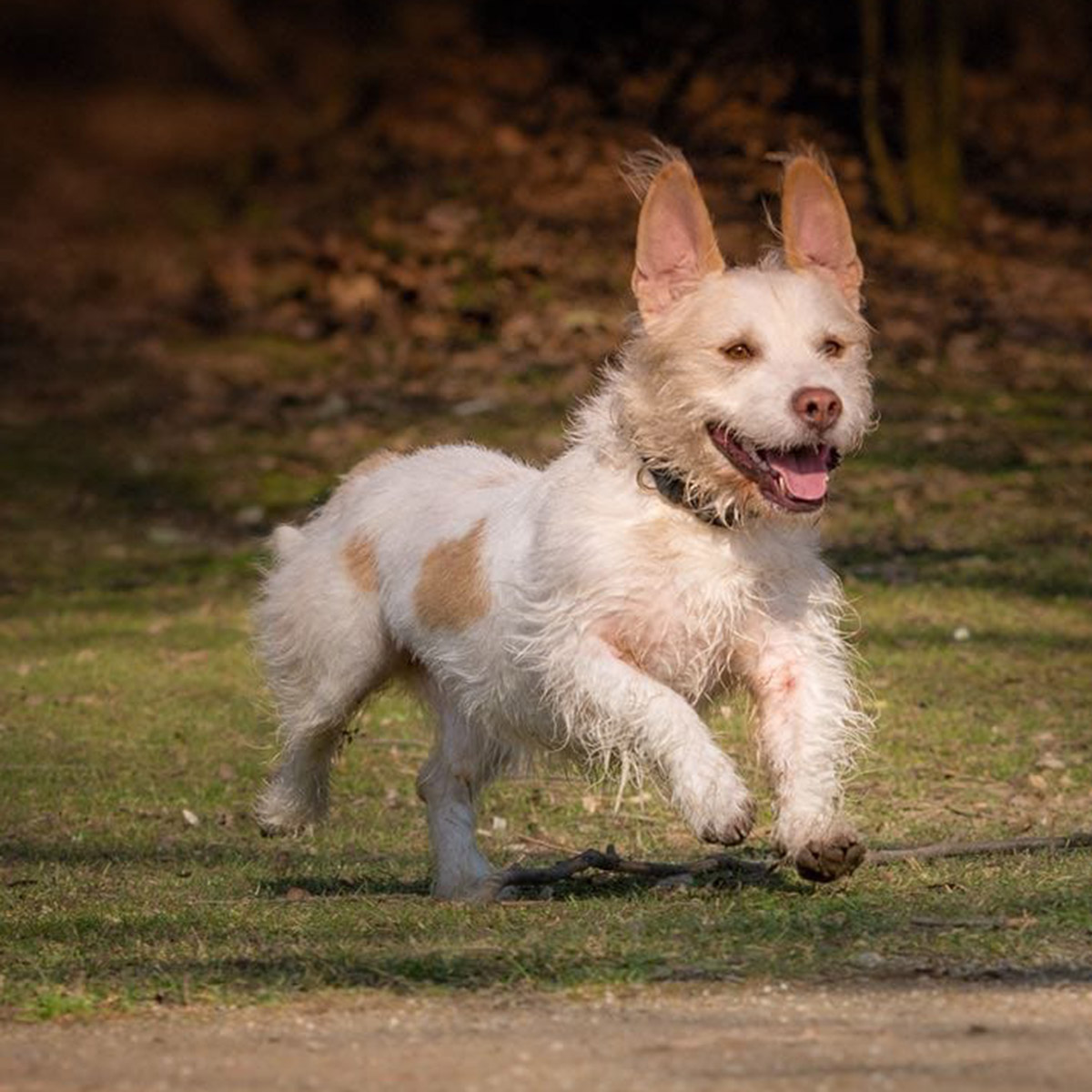 Hundeschule Duisburg – Welpengruppe